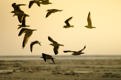 Seagull flying over sea