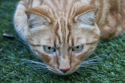 Close-up portrait of a cat