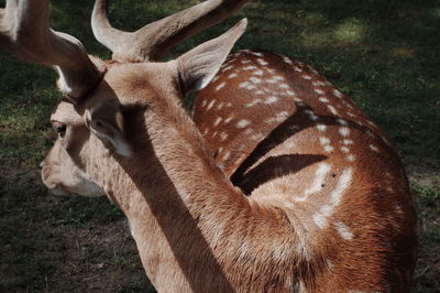 Close-up of deer on field