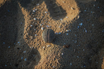 High angle view of seashell on beach