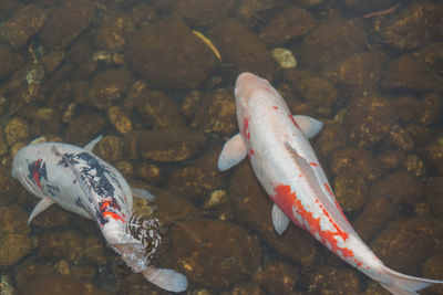 High angle view of fish swimming in sea