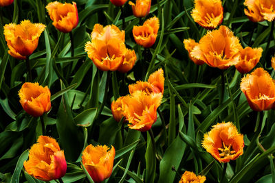 Close-up of orange flowers blooming on field