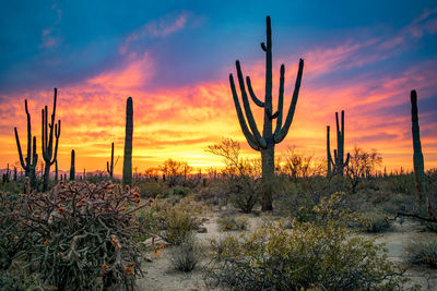 Cactus growing on field against sky during sunset