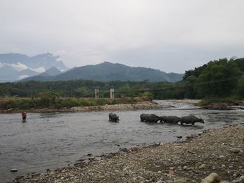 Scenic view of river against sky