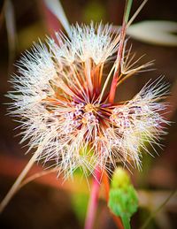 Close-up of dandelion flower
