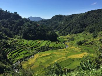 Scenic view of agricultural field against sky