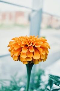 Close-up of yellow flower against blurred background