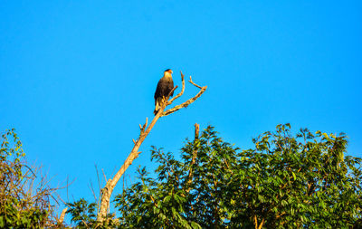Low angle view of hawk-eagle perching on tree