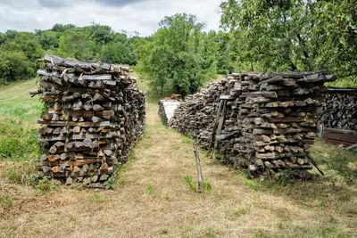 Stack of logs in forest