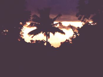 Low angle view of silhouette palm trees against sky at night
