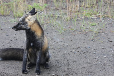 Arctic fox