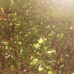 Full frame shot of tree branches