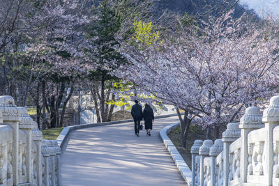 Rear view of man and woman walking below cherry tree