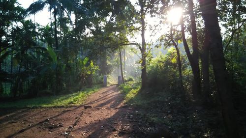 Sun shining through trees in forest