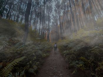 Rear view of person walking on footpath in forest