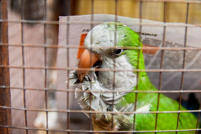 Close-up of a bird in cage