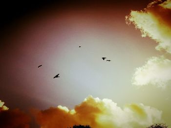 Low angle view of birds flying in sky