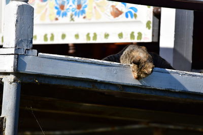 Cat sleeping on railing