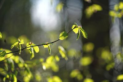 Close-up of fresh green leaves on plant