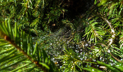 Close-up of plants