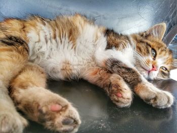 High angle view of cat relaxing