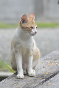 Cat looking away while sitting on retaining wall