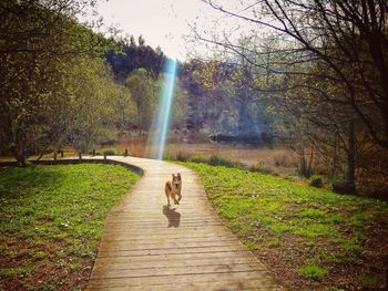 View of dog on footpath