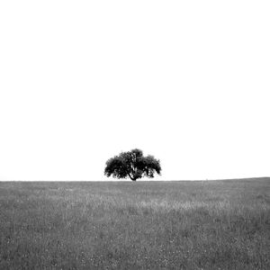 Tree on field against clear sky