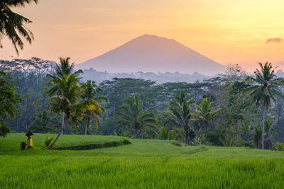 Scenic view of field against sky during sunset