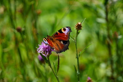 Close-up of butterfly pollinating on purple flower