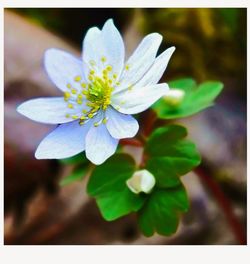 Close-up of white flower