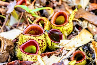 High angle view of fruits on field