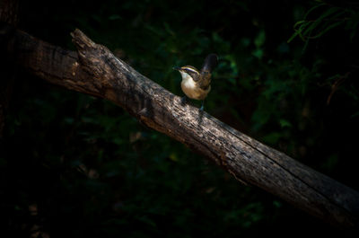 Bird perching on tree