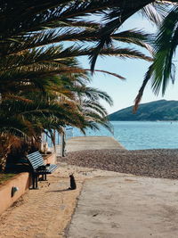 Palm trees on beach against sky