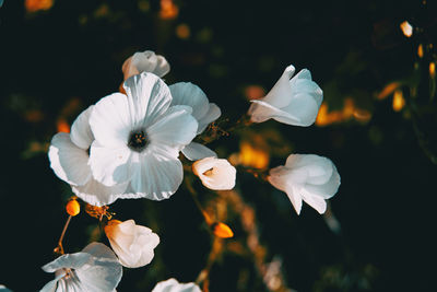 Close-up of white flowering plant in park