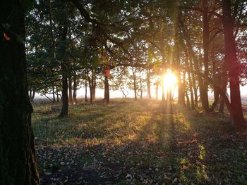 Trees in forest during autumn