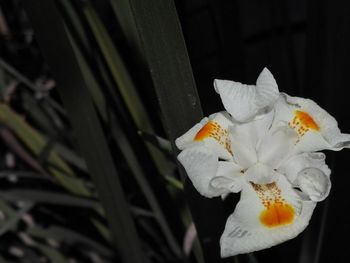 Close-up of white flowers blooming outdoors