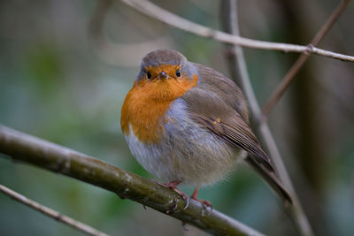 Close-up of bird perching on branch