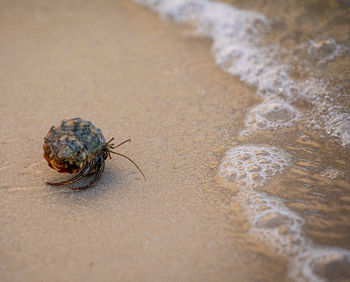 Close-up of hermit crab on the beach