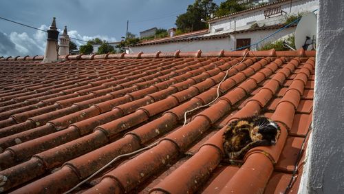 Stray cat sleeping on roof tile against sky