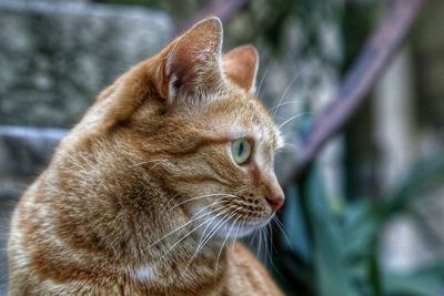 Close-up of a cat looking away