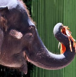 Close-up of elephant