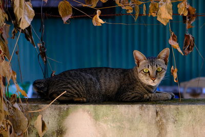 Portrait of a cat