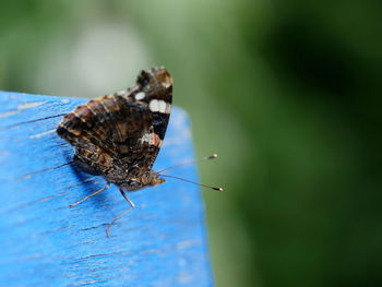 Close-up of red admiral butterfly 