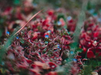 Close-up of red flowering plant