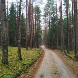 Dirt road amidst trees in forest