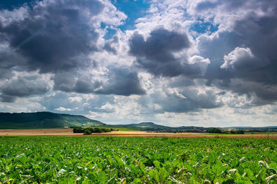 Scenic view of agricultural field against sky