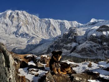 Himalayan dog in front annapurna south in back 