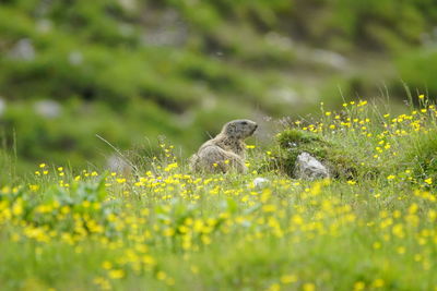 View of lizard on grassy field