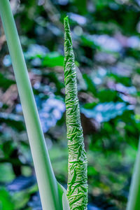 Close-up of bamboo plants